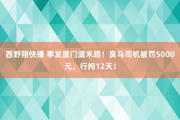 西野翔快播 事发厦门厦禾路！良马司机被罚5000元，行拘12天！